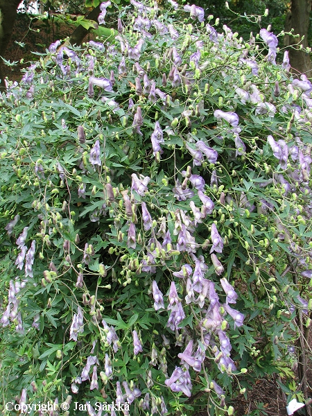 Aconitum episcopale, ukonhattu